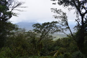 View of Concepción from Maderas through trees